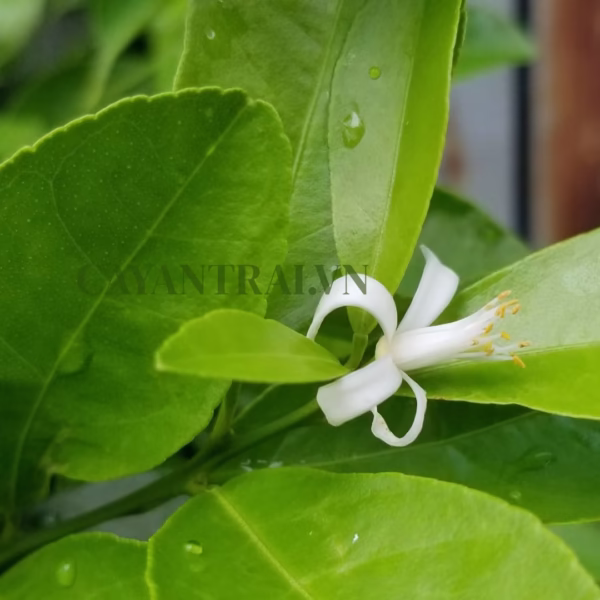 Cây Chanh Bắc