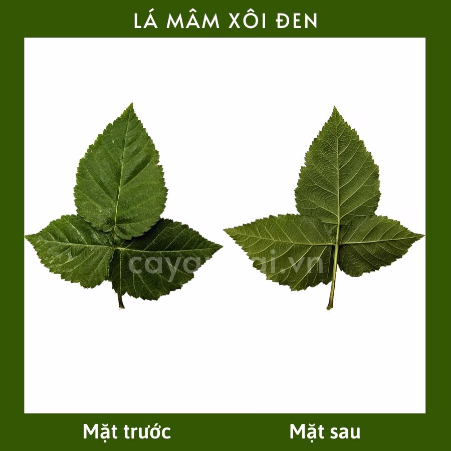Cây Mâm Xôi Đen (Phúc Bồn Tử Đen)