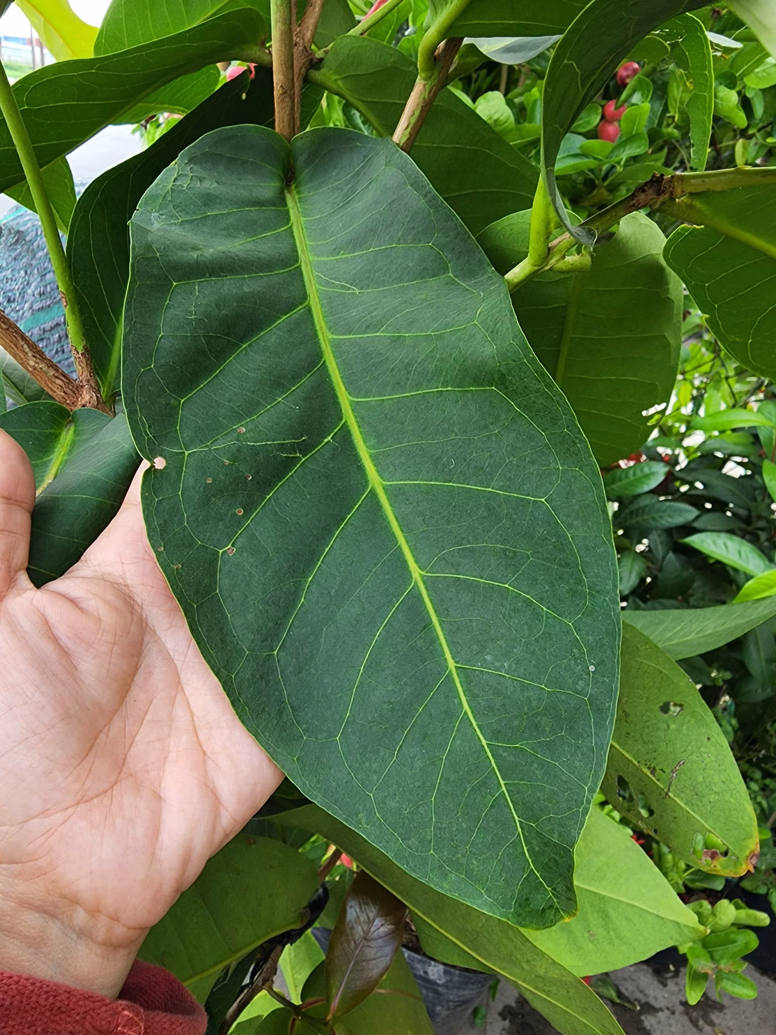 Cây Mận Xanh Tam Hoa