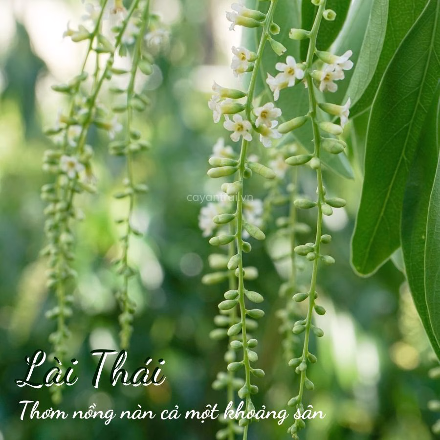 Cây Lài Thái