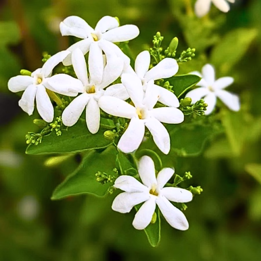 Cây Lài Trà Hoàng Đế