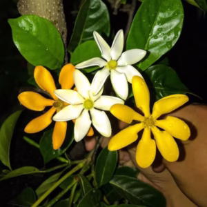 Cây Lài Vàng (Lài Vàng Đổi Màu, Lài Vàng Hoàng Gia)