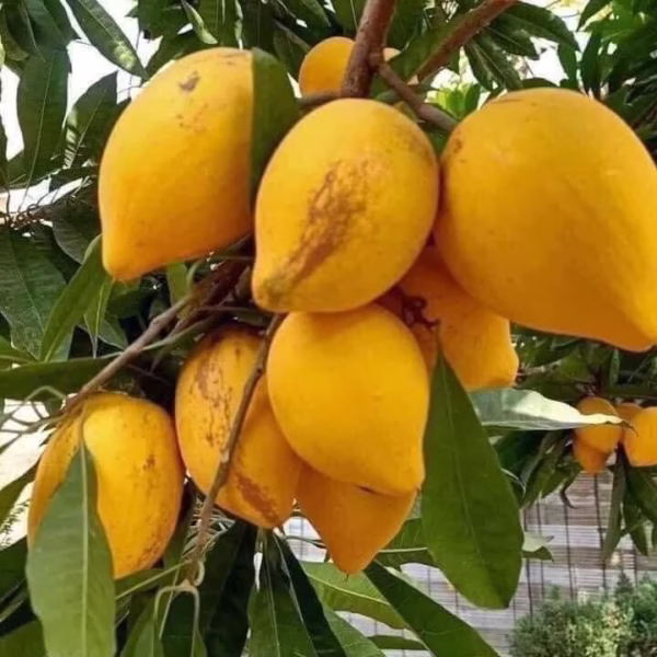 Cây Lê Ki Ma Thái