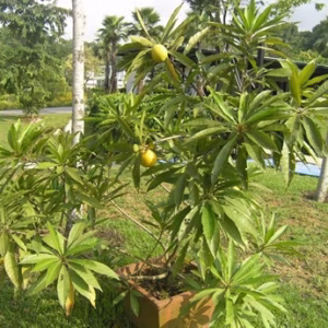 Cây Lê Ki Ma Thái