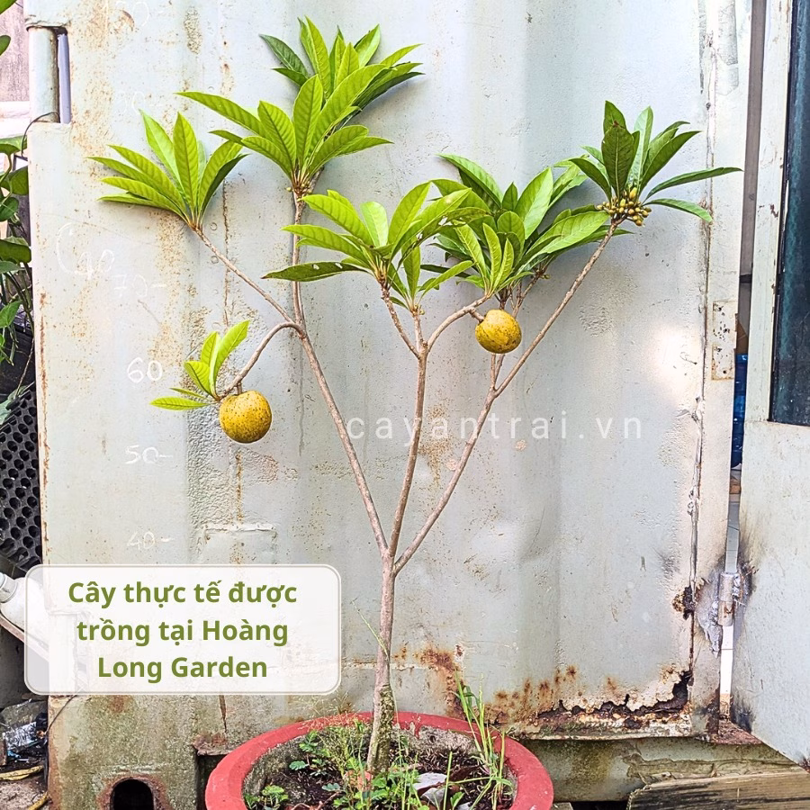 Cây Lê Ki Ma Thái