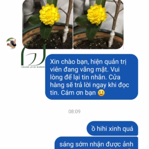 Cây Mai Cúc 150 cánh