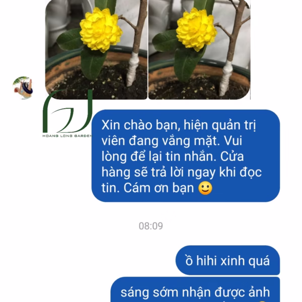 Cây Mai Cúc 150 cánh