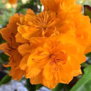 Cây Mai Cúc Cam 24 Cánh