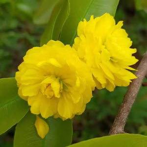 Cây Mai Cúc Hai Tầng