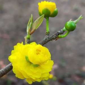 Cây Mai Cúc Hai Tầng