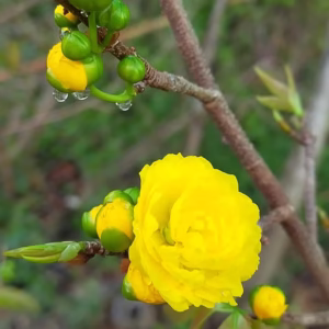 Cây Mai Cúc Hai Tầng