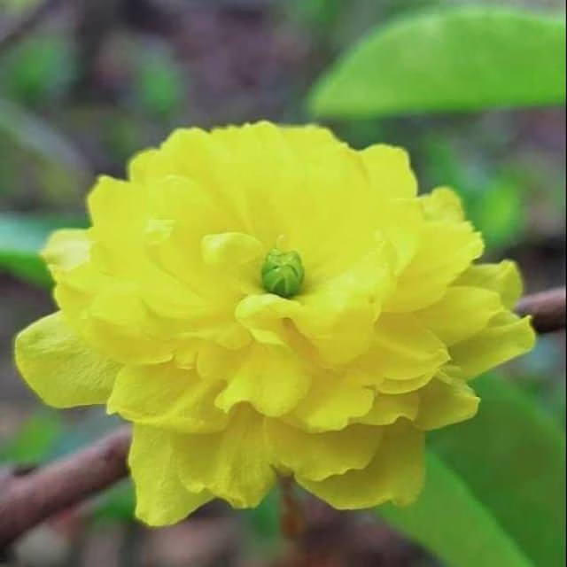 Cây Mai Cúc Hai Tầng