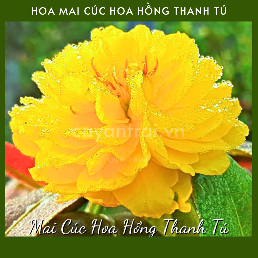 Cây Mai Cúc Hoa Hồng Thanh Tú