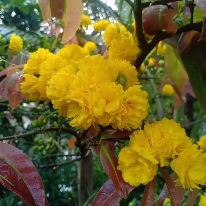 Cây Mai Hồng Huyết Long Không Nhị