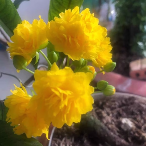 Cây Mai Hồng Huyết Long Không Nhị
