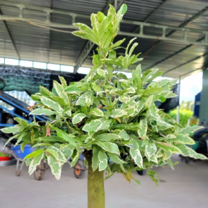 Cây Mai Cúc Thọ Hương Cẩm Thạch