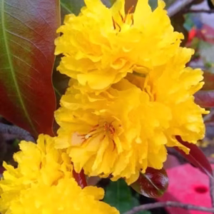 Cây Mai Cúc Vạn Thọ