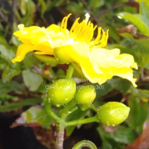 Cây Mai Giảo Lá Rí