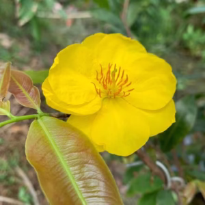 Cây Mai Giảo Như Ý