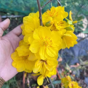 Cây Mai Giảo Như Ý