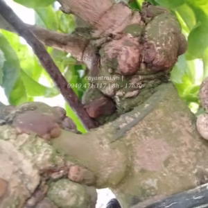 Cây Mai Giảo Nu (Xù)