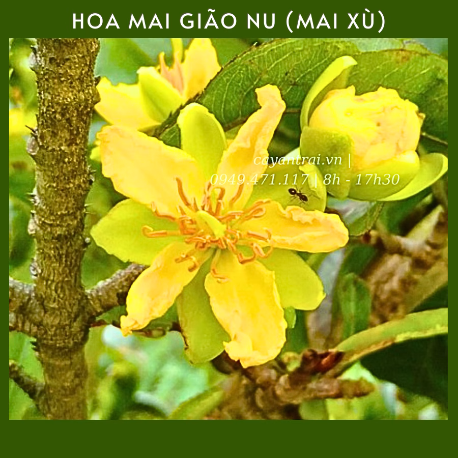Cây Mai Giảo Nu (Xù)