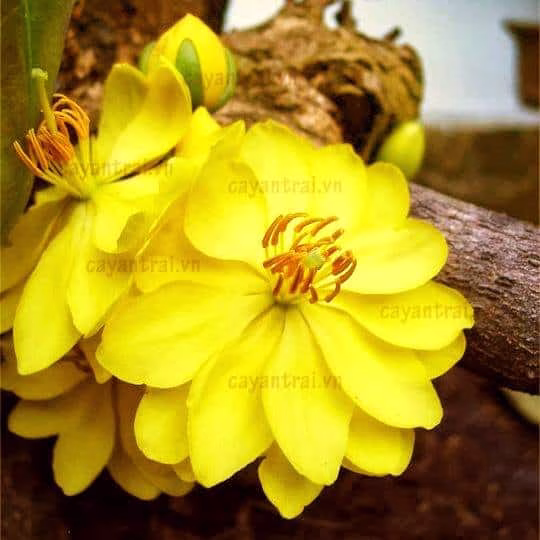 Cây Mai Huỳnh Tỷ