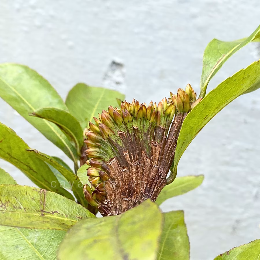 Cây Mai Móng Rồng