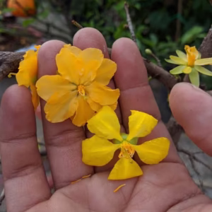 Cây Mai Nghệ (Mai Cam, Hồng Mai)