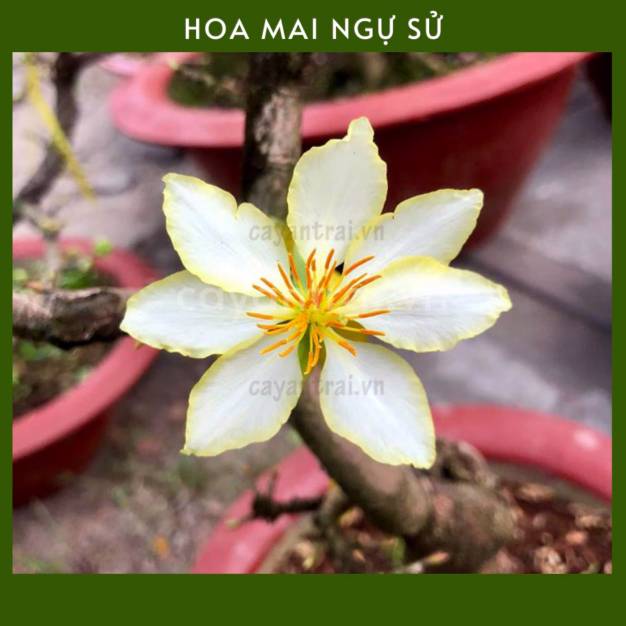 Cây Mai Ngự Sử