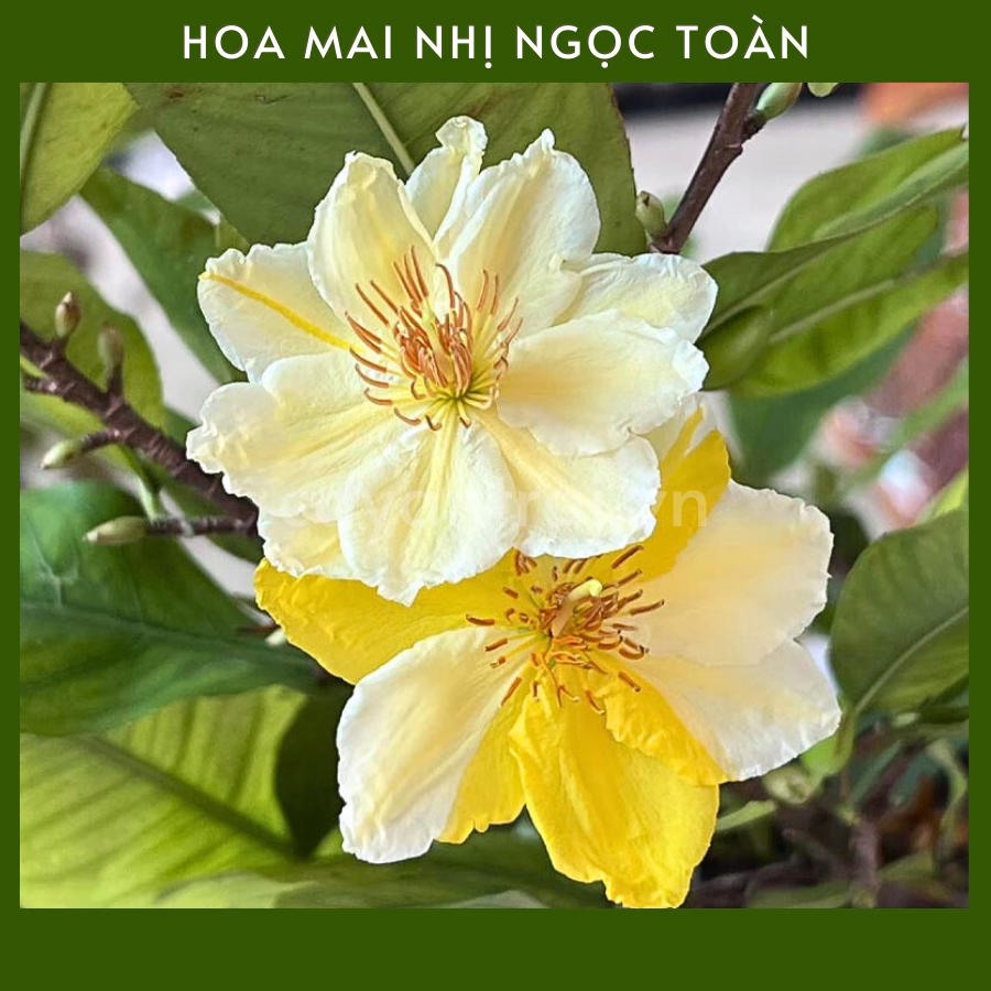 Cây Mai Nhị Ngọc Toàn