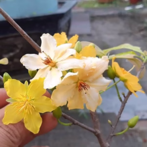 Cây Mai Tam Sắc (Tam Sắc Hoàng Mai)