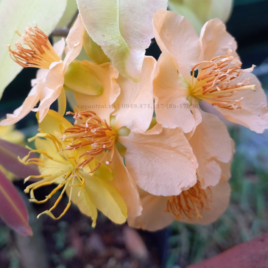 Cây Mai Tam Sắc (Tam Sắc Hoàng Mai)