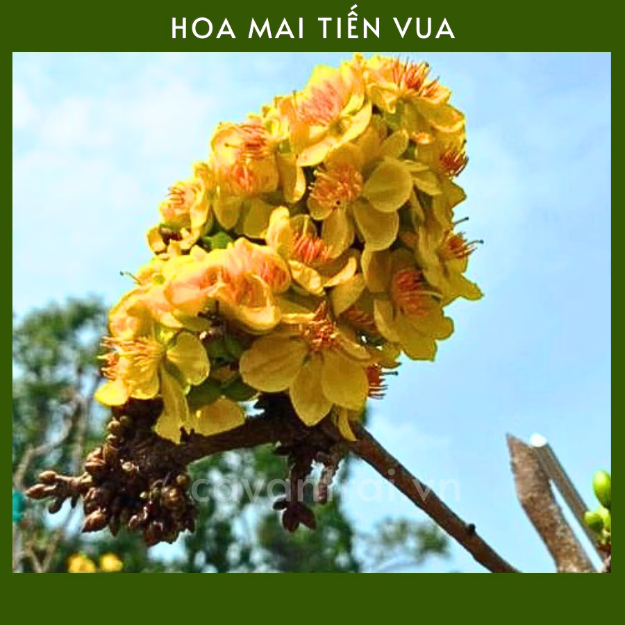 Cây Mai Tiến Vua