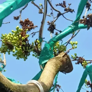 Cây Mai Tiến Vua