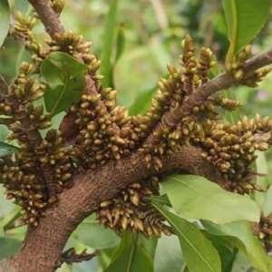 Cây Mai Tiến Vua