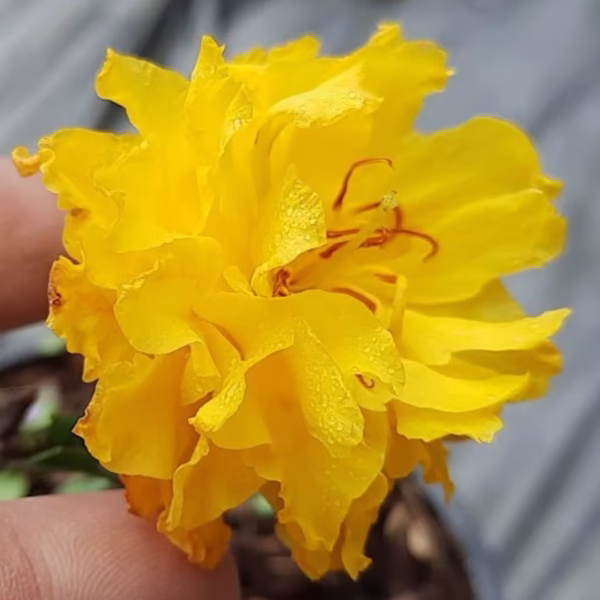 Cây Mai Cúc Vạn Thọ Cánh Xoăn