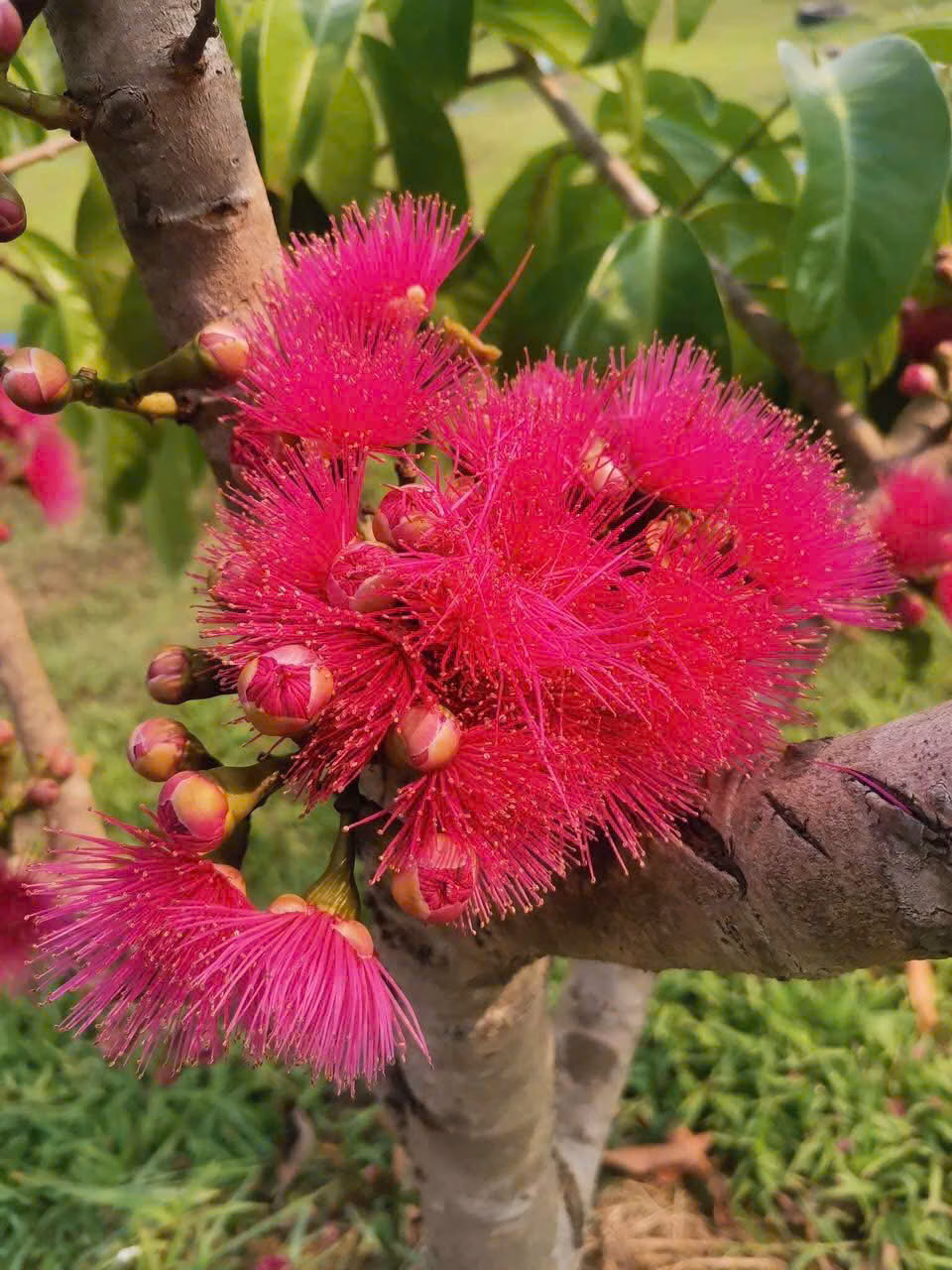 Cây Mận Điều Đỏ