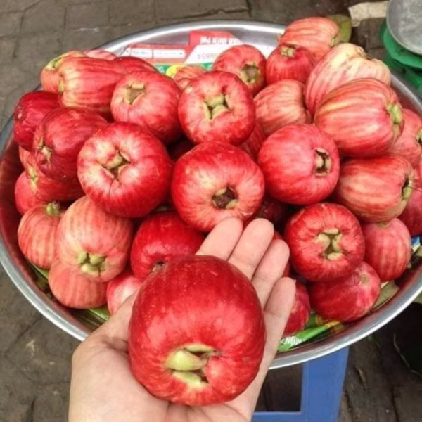 Cây Mận Điều Sọc