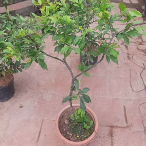 Cây Mận Hậu Sơn La
