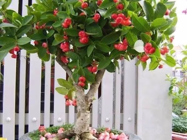 Cây Mận Hoàng Yến