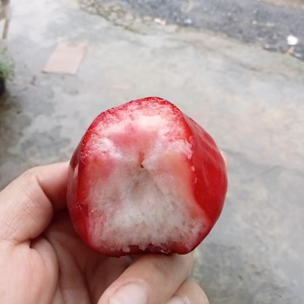 Cây Mận Hồng Đào