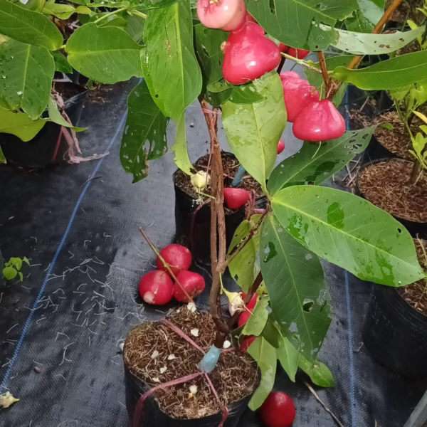 Cây Mận Hồng Đào