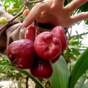 Cây Mận Hồng Đào