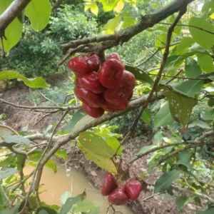 Cây Mận Hồng Đào