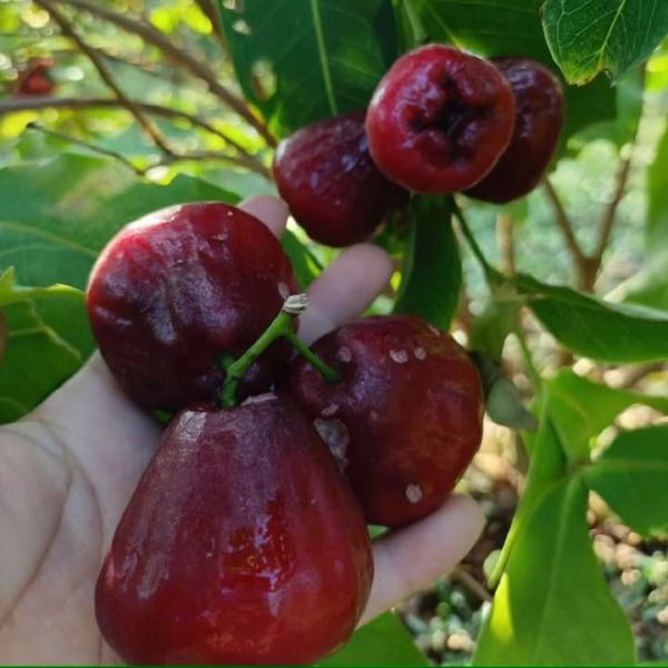 Cây Mận Hồng Đào