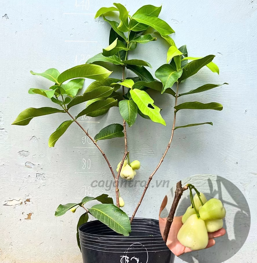 Cây Mận Trắng Sữa