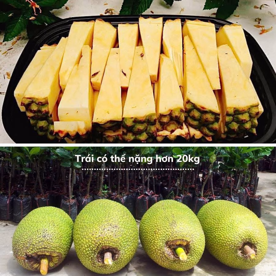 Cây Mít Không Hạt
