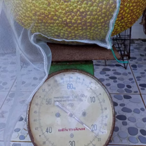 Cây Mít Ruột Đỏ