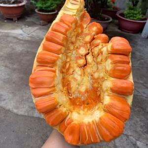 Cây Mít Ruột Đỏ